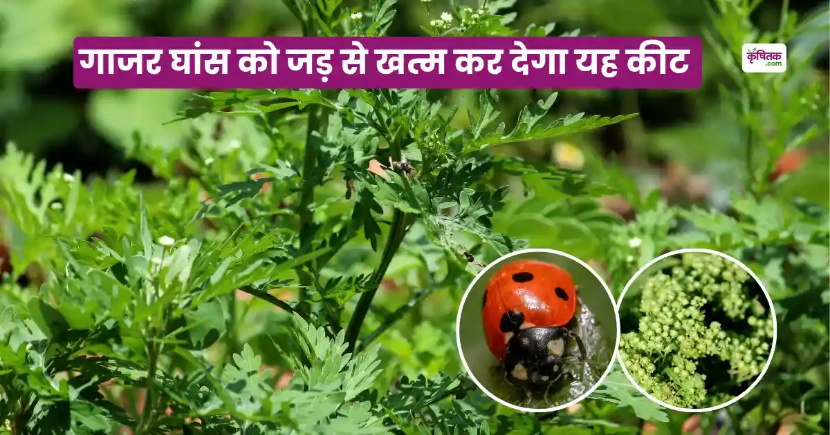 How To Get Rid Of Carrot Grass