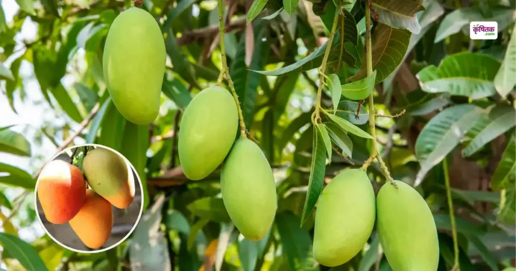 Mango Export
