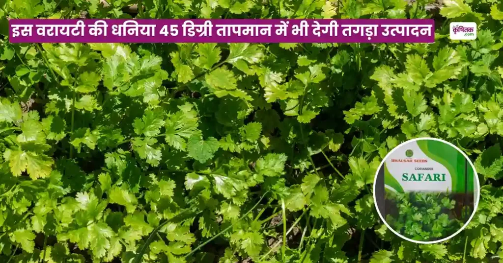 Safari Dhaniya Ki Kheti