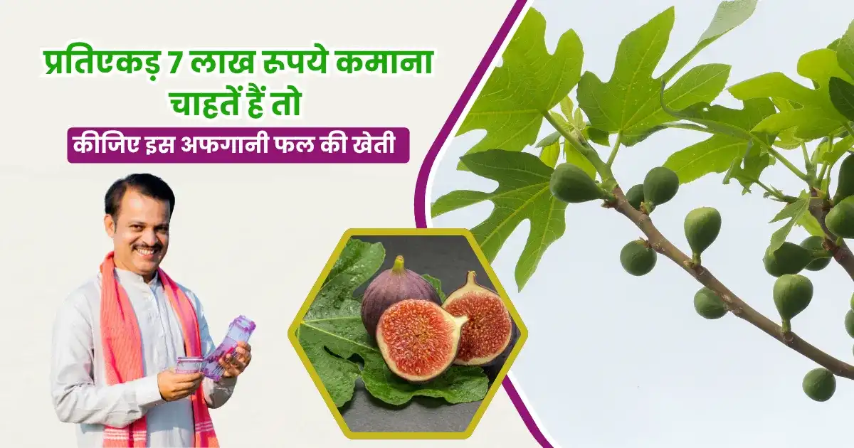 Afghani Anjeer Ki Kheti