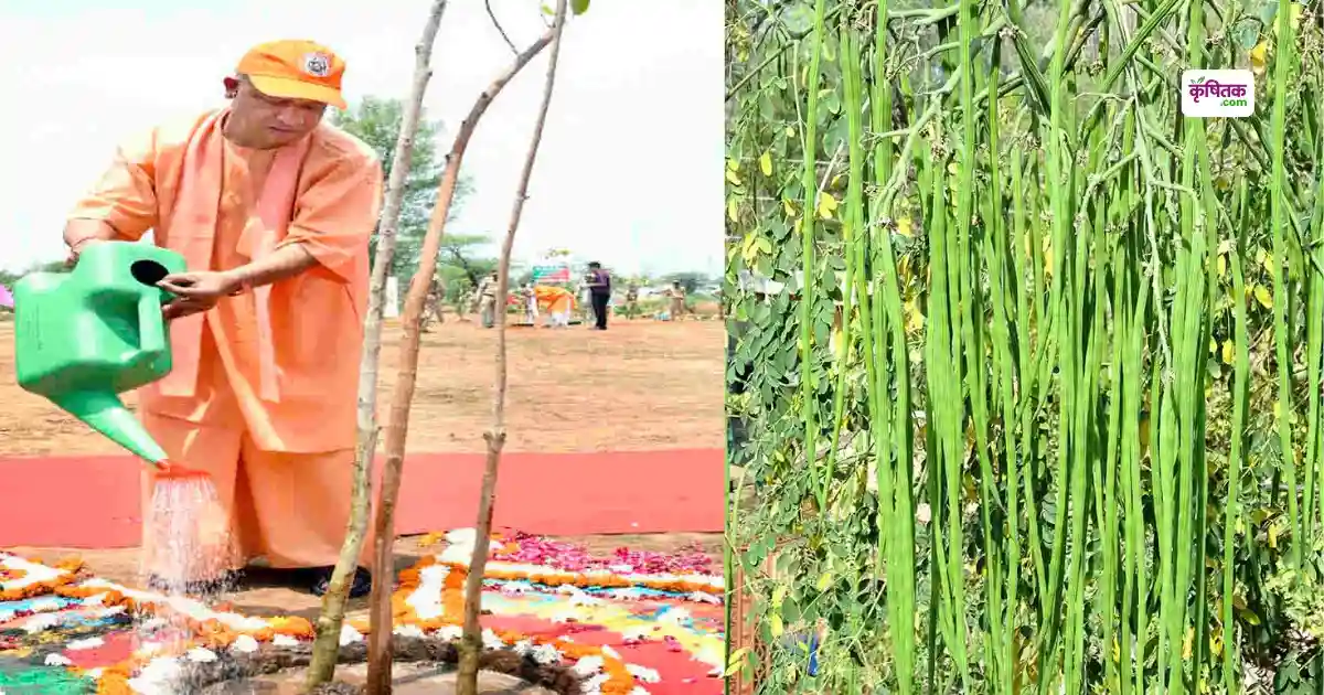 Van Mahotsav moringa drive