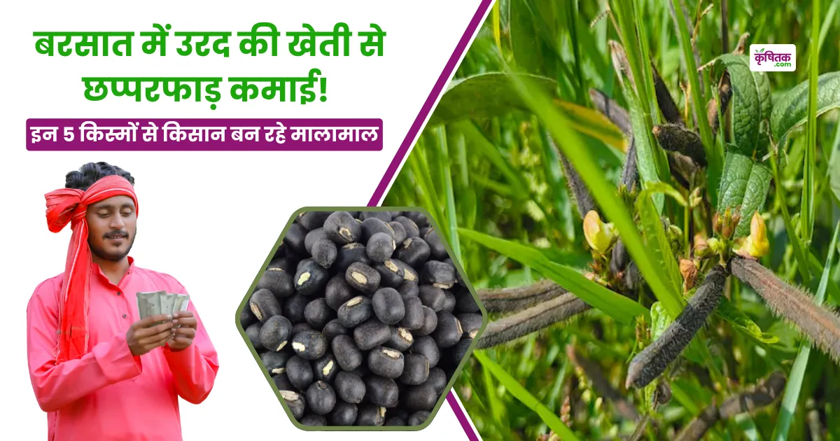 5 Best Varieties of Urad in Rainy Season