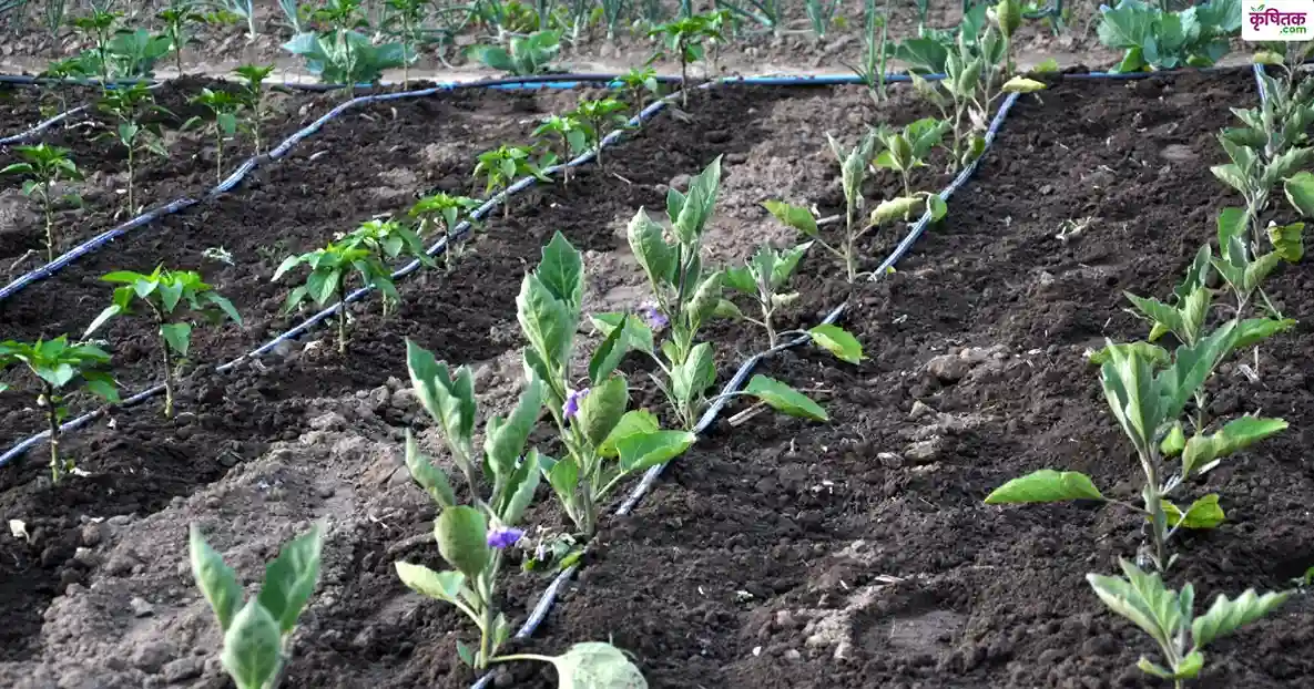90 percent subsidy is available on drip irrigation system in Vindhya region