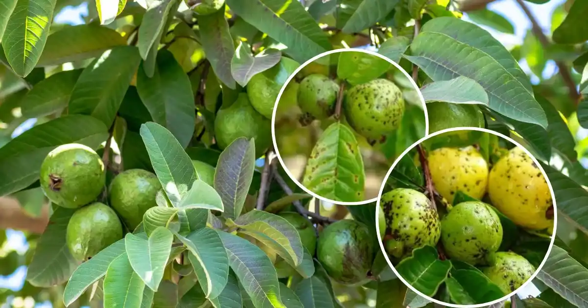 Amrud Anthracnose Rog
