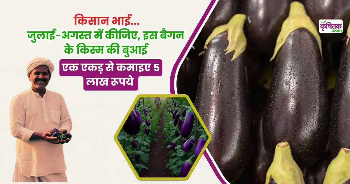 Arka Neelkanth Brinjal Variety