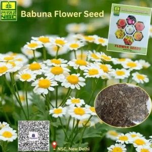 Babuna flower gardening