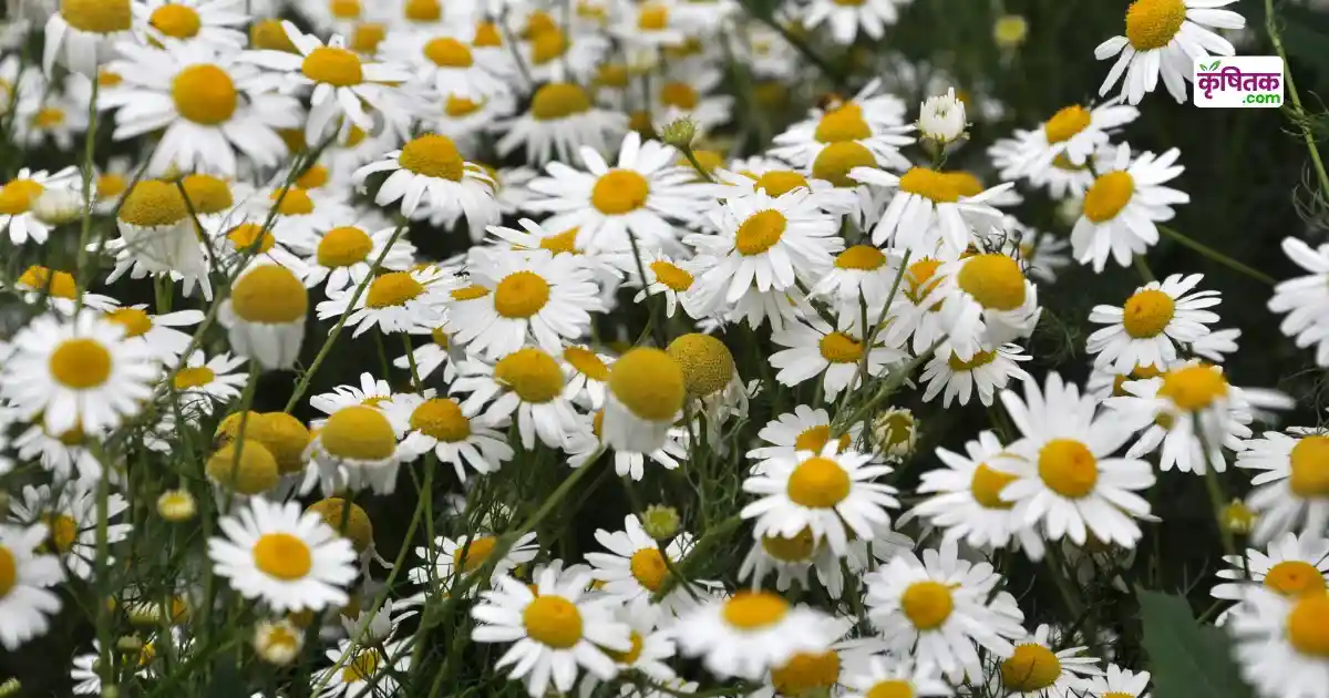 Babuna flower gardening