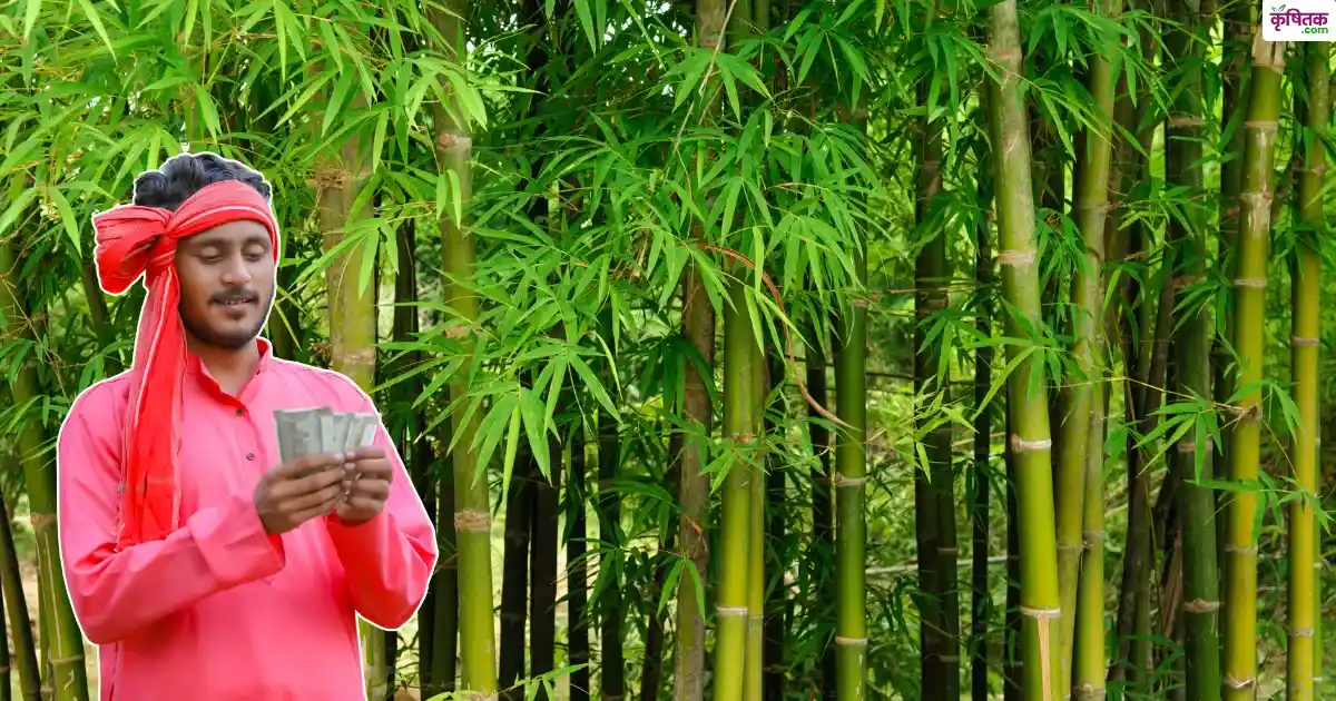 Bamboo Farming In Monsoon