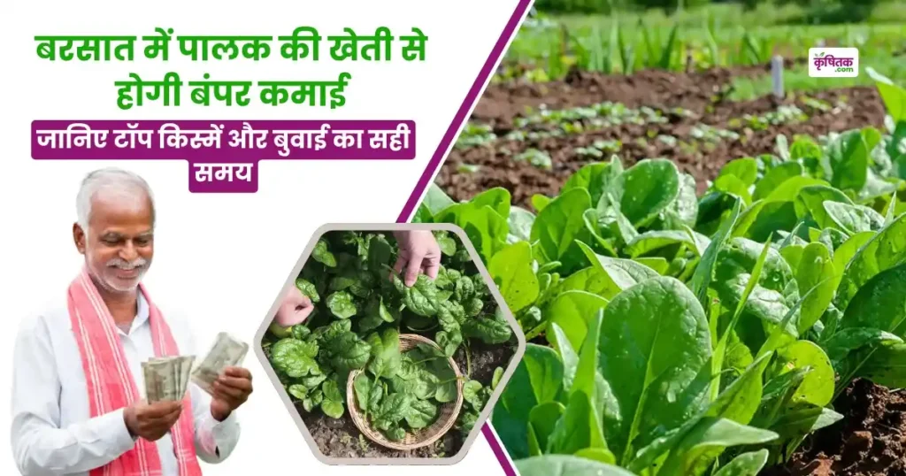 Barsat mein Palak Ki Kheti
