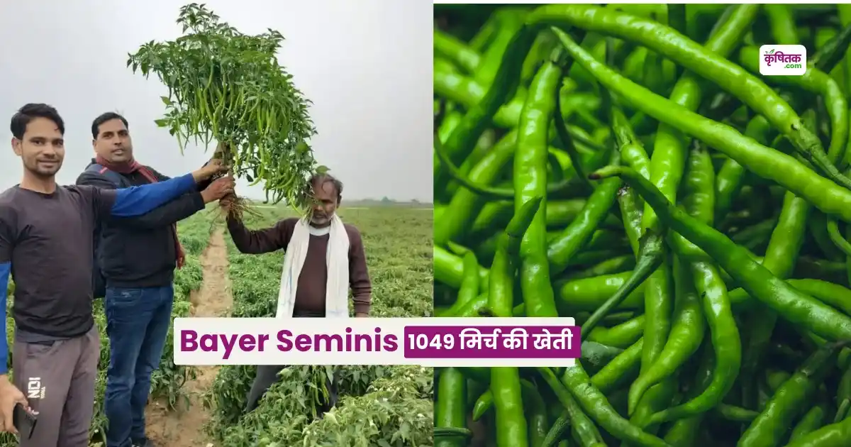Bayer Seminis 1049 Mirch Ki Kheti