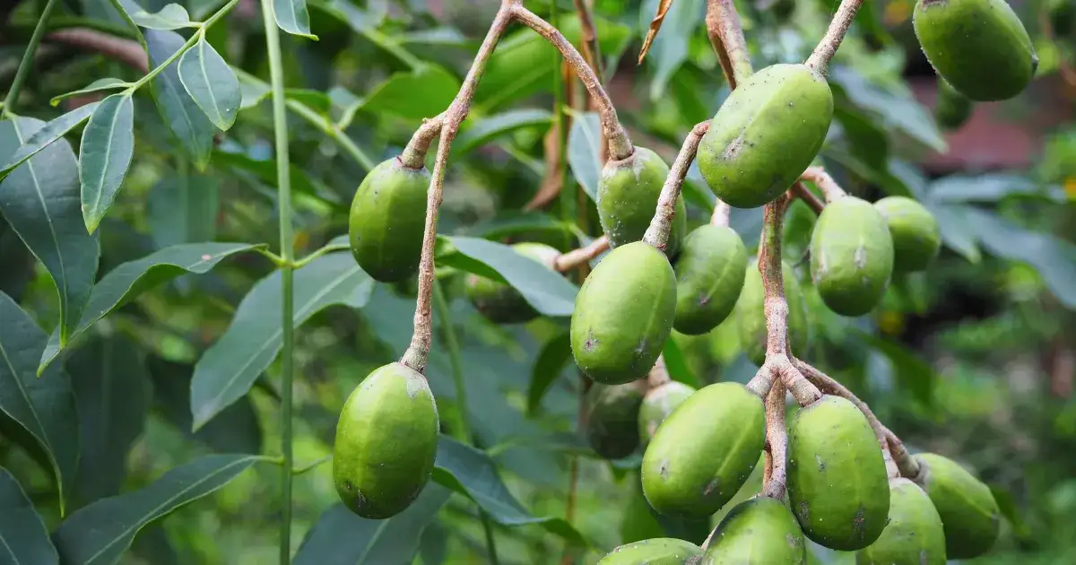 Bhartiya Hog Plum Ki Kheti