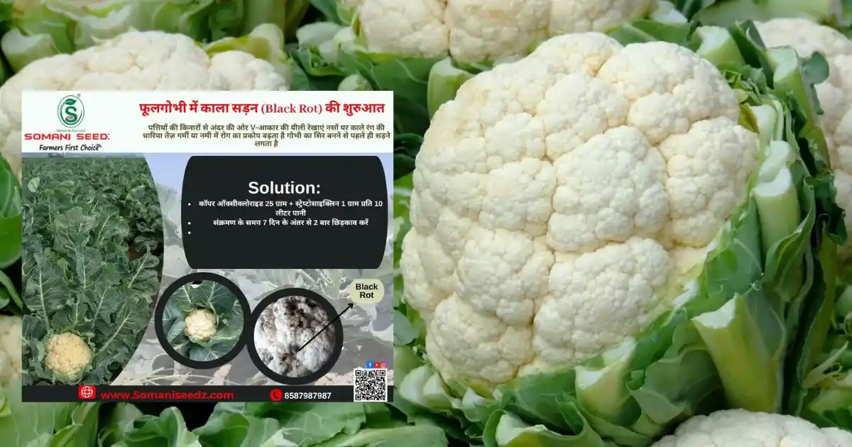 Black Rot in Cauliflower