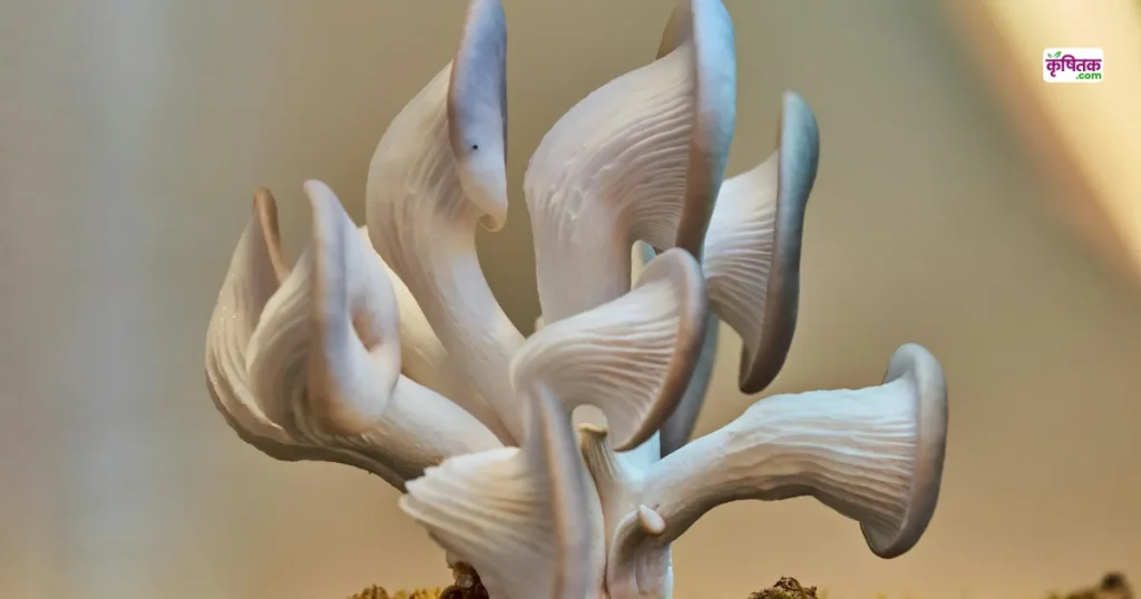 Blue Oyster Mushroom Ki Kheti