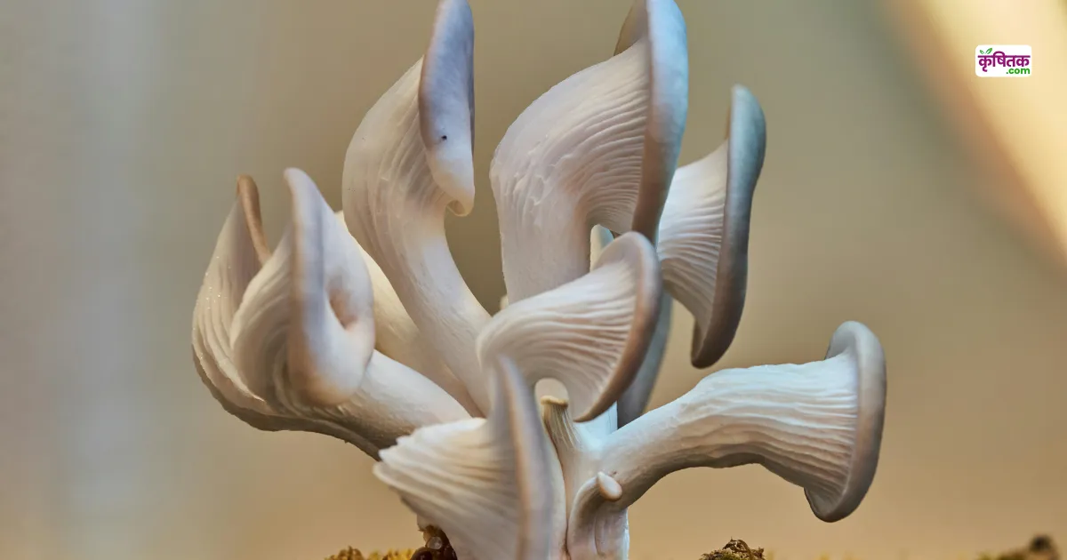 Blue Oyster Mushroom Ki Kheti