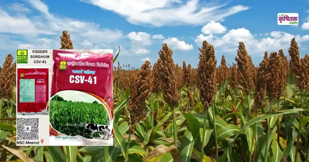 CSV-41 Sorghum