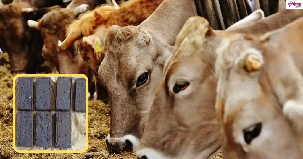 Chocolate For Animals