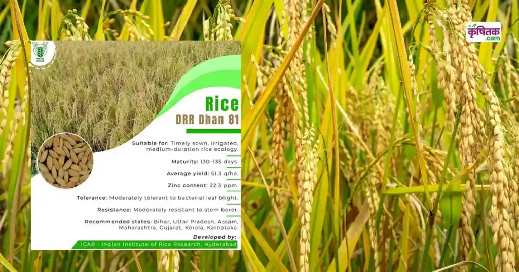 DRR Dhan 81 Rice Variety