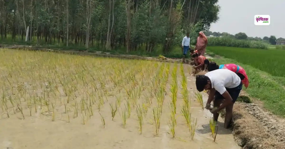 Dhaan line ropai method