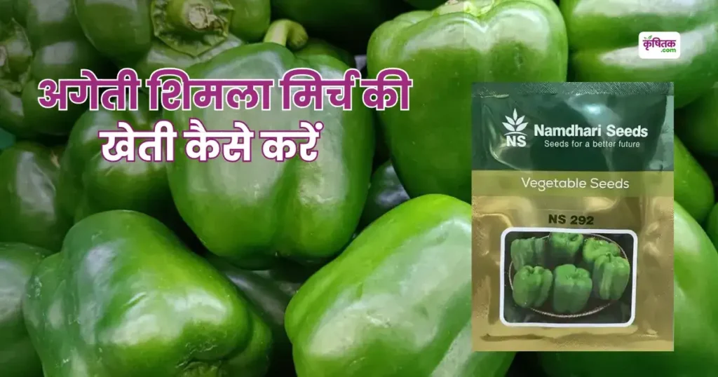 Early Capsicum Variety