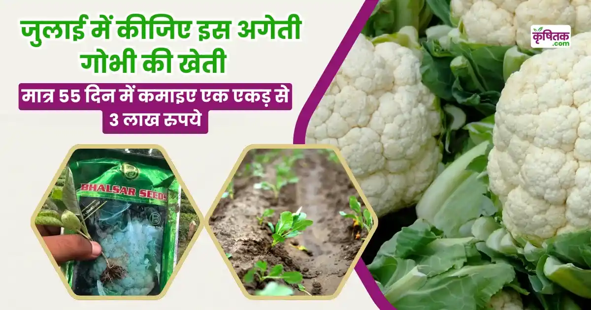 Early Cauliflower Variety