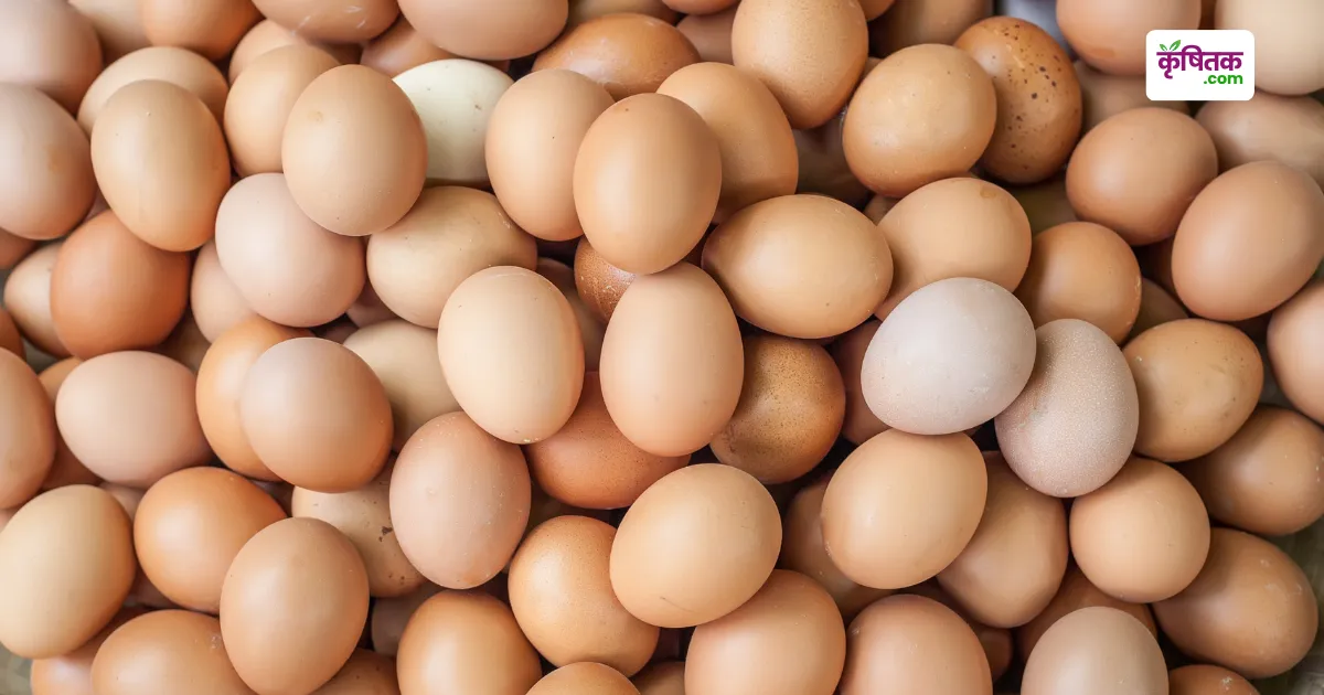 Egg Production Poultry Farm