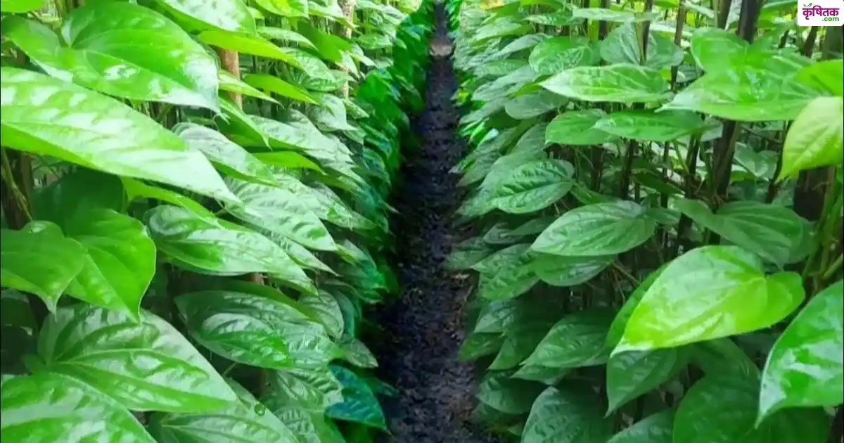 Ghar Par Paan Ki Kheti