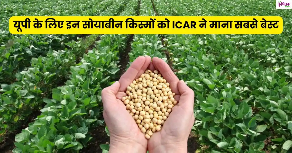 ICAR considered these soybean varieties as the best for UP farmers