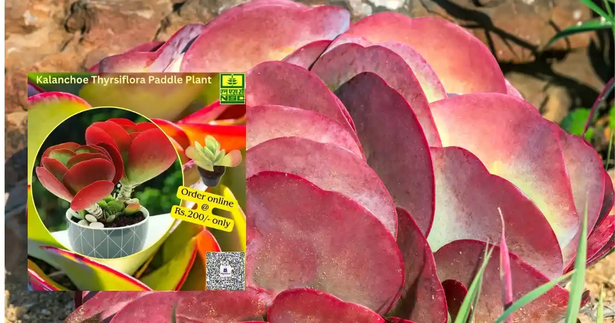 Indoor Gardening Plant