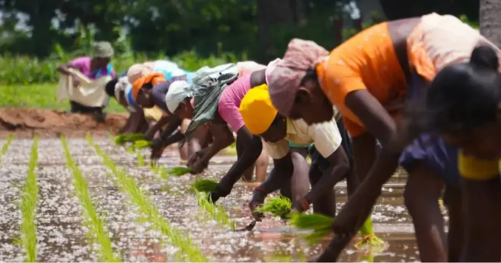 Kharif Buwayi