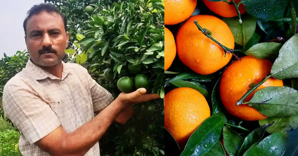 Kinnu Farming in Varanasi