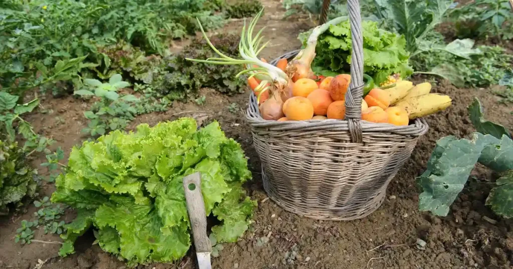 Kitchen Garden Tips For Maansoon
