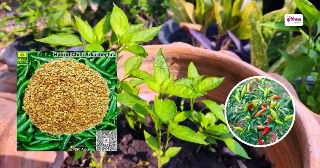 Kitchen Gardening Chilli