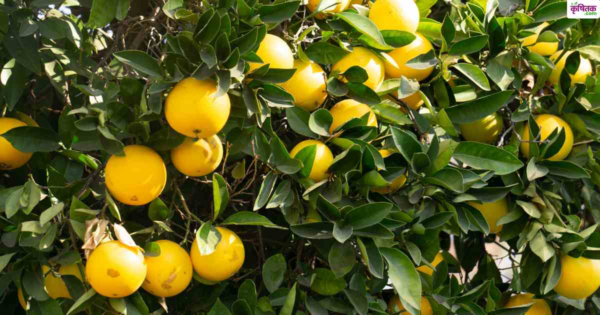 Lemon Pant-1 Variety