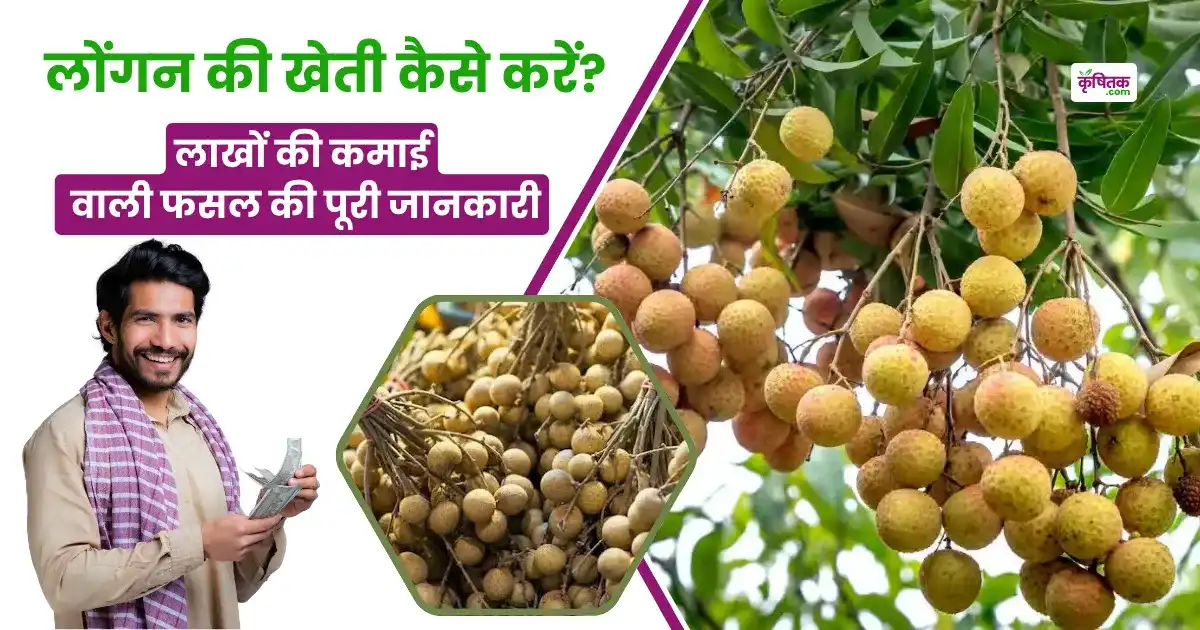 Longan ki kheti kaise karen