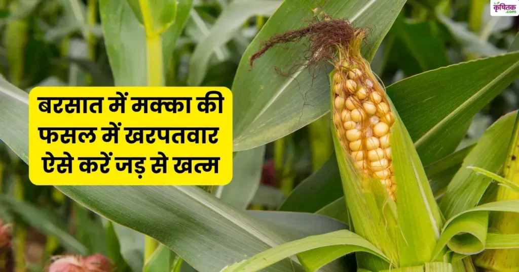 Maize Weed Control in Rainy Season