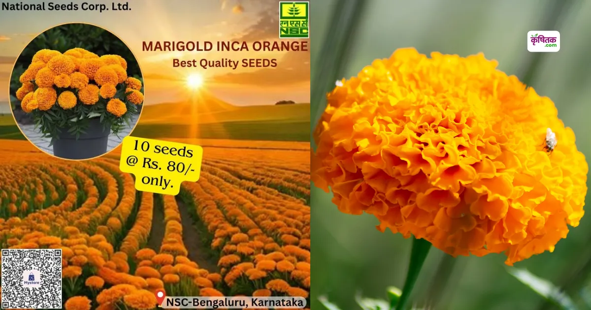 Marigold Inca Orange Ki Kheti