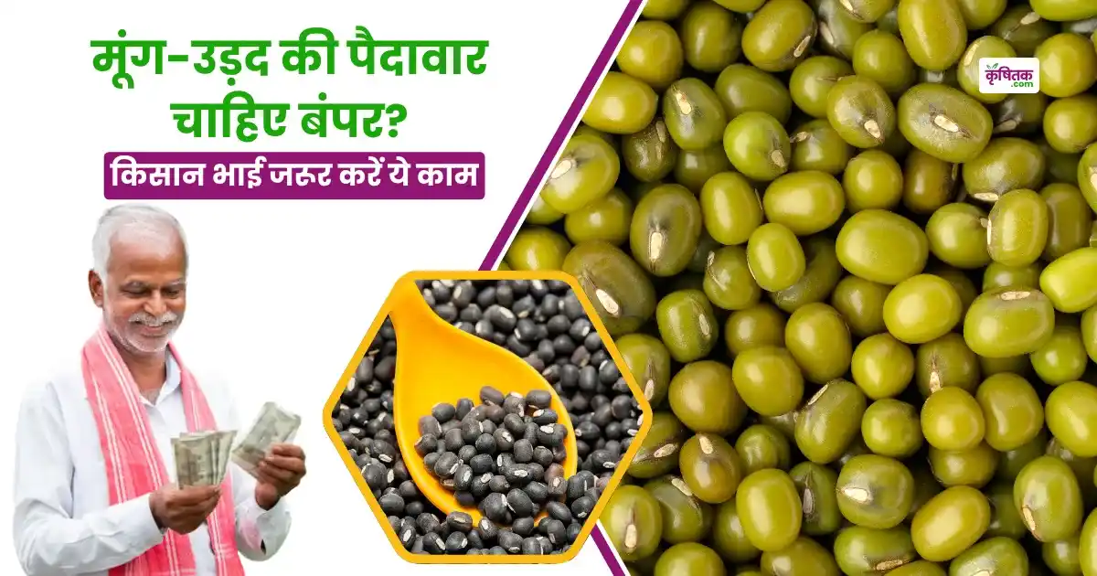 Measures to Increase the Yield of Moong, Urad and other Pulse Crops