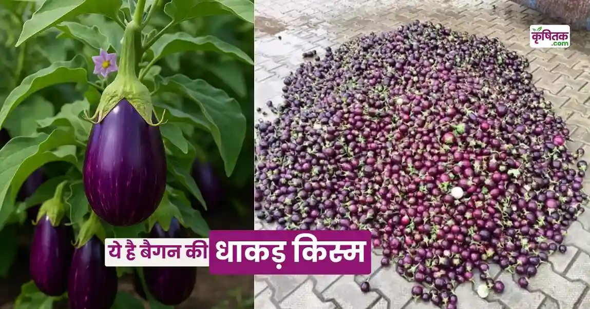 Nano Bomb Baingan Ki Kheti