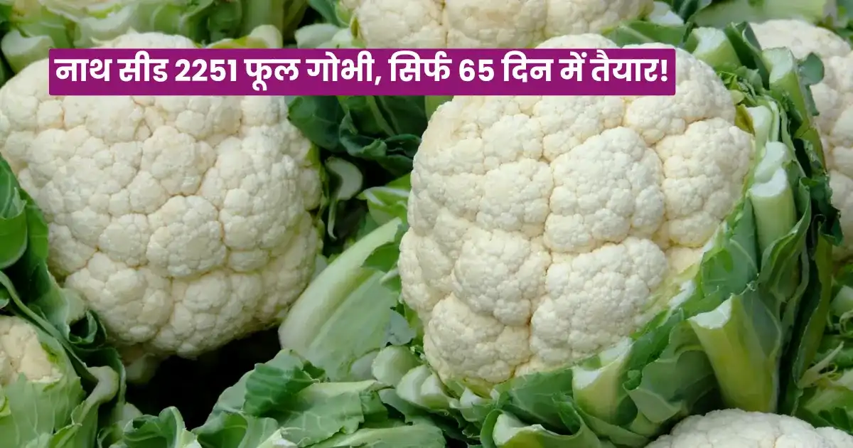 Nath Seed Cauliflower 2251
