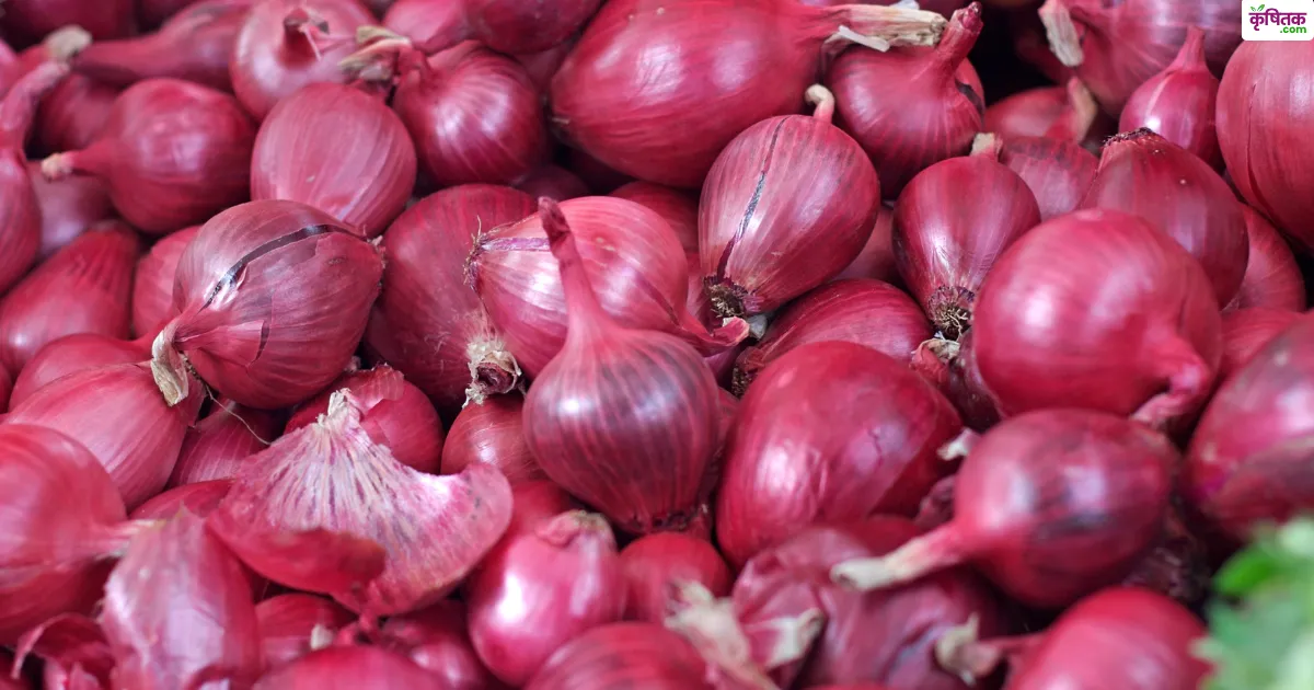 Onion Procurement