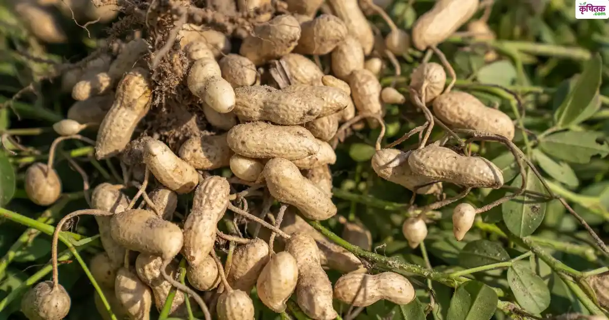 Peanut acreage reduced by 25 lakh hectares in 30 years