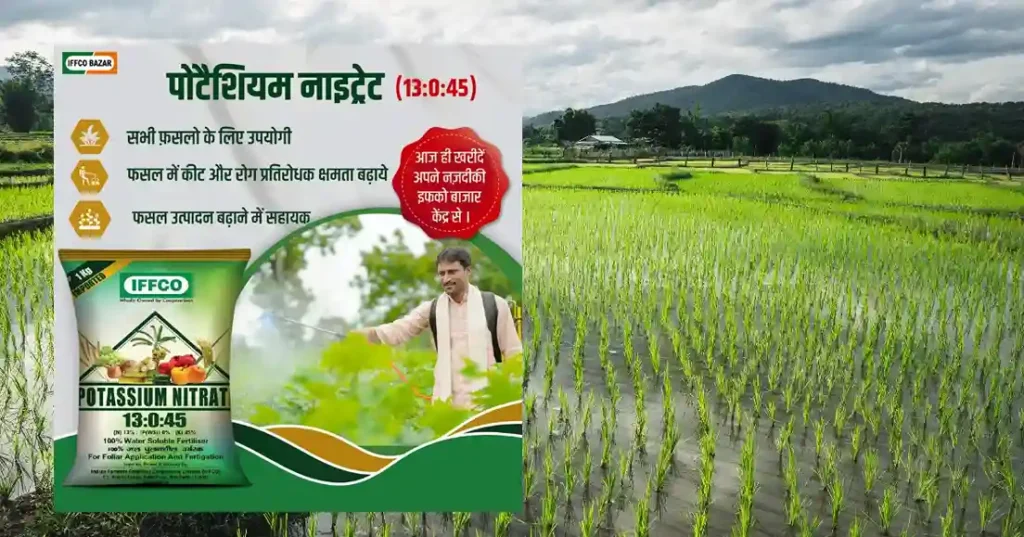 Potassium Nitrate In Paddy FarmingPotassium Nitrate In Paddy Farming