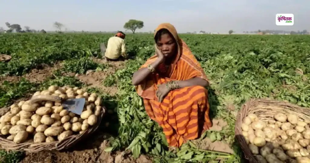 Potato Price Crisis India