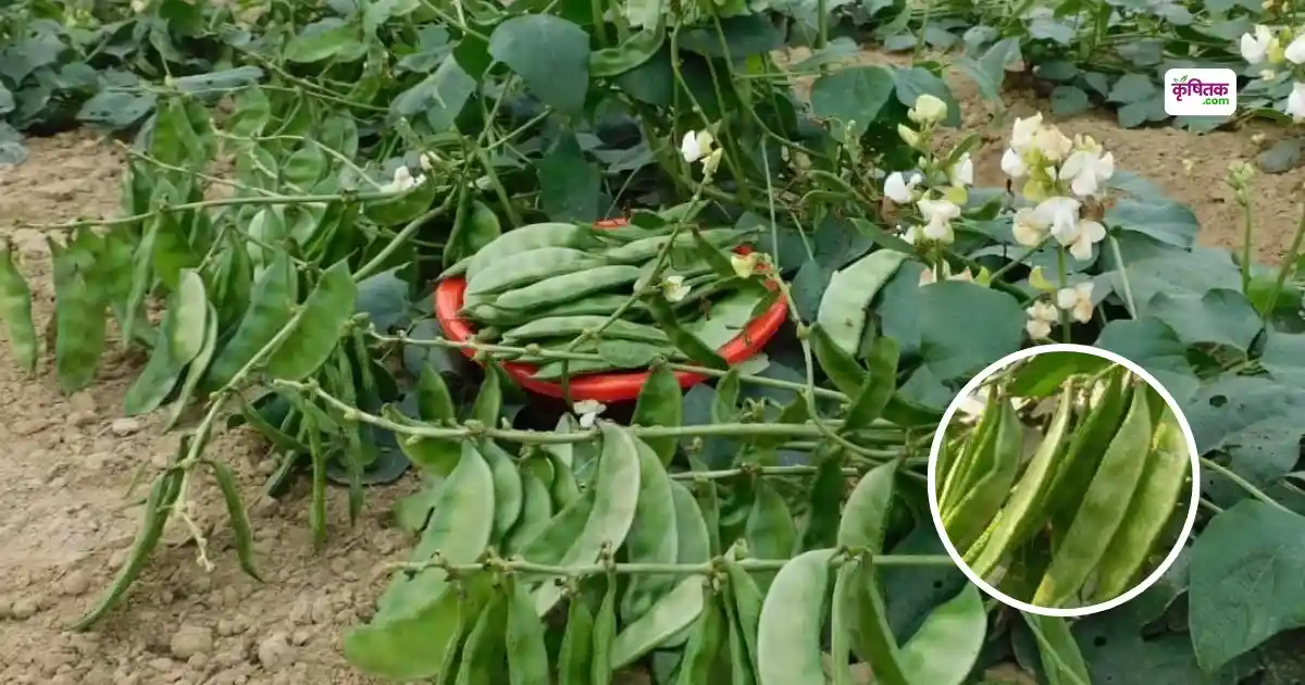 Pusa Early Prolific Farming