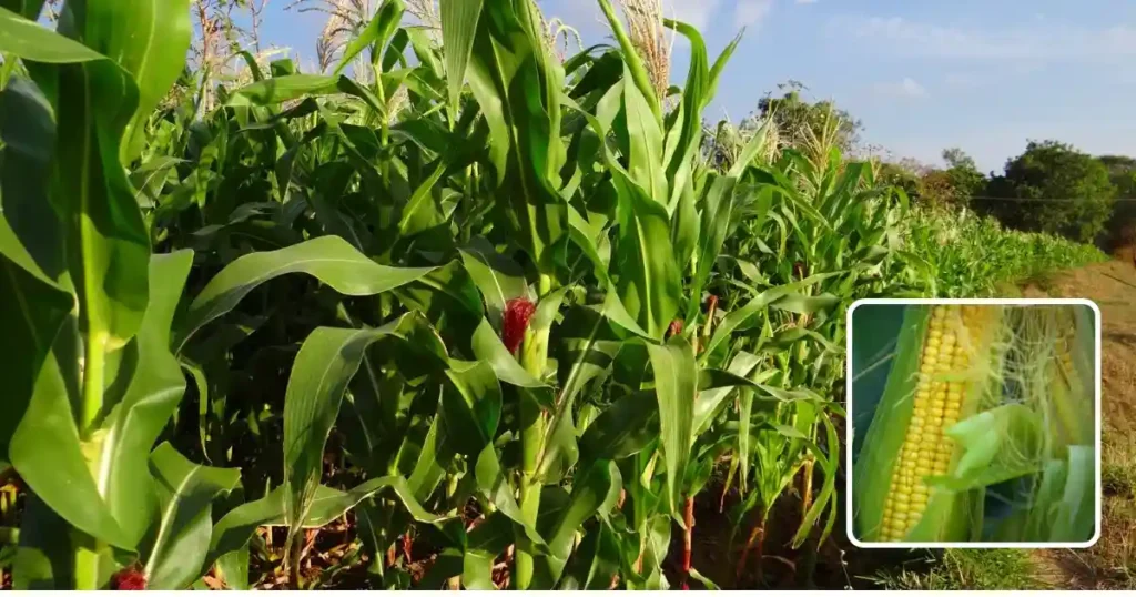 Pusa Waxy Maize Hybrid-1