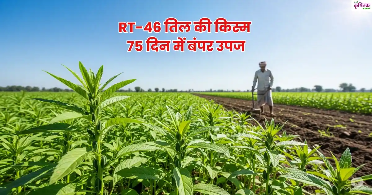 RT-46 तिल की किस्म