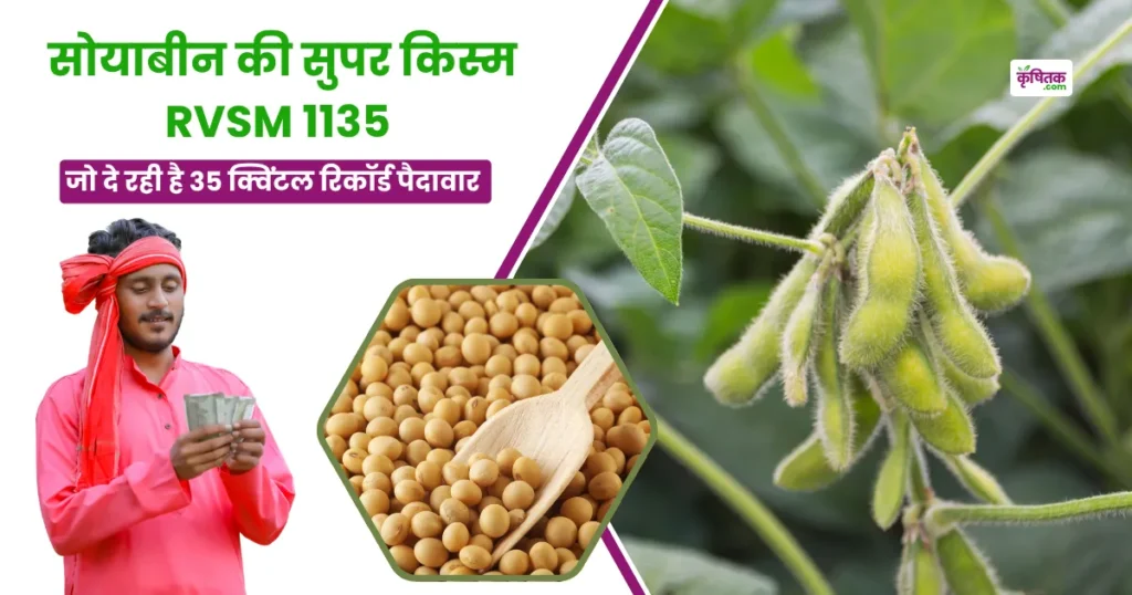 RVSM 1135 soybean variety