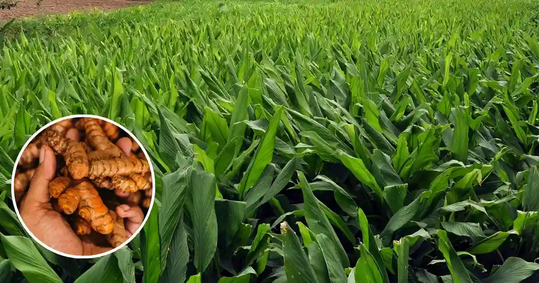 Rajendra Sonia Haldi Farming