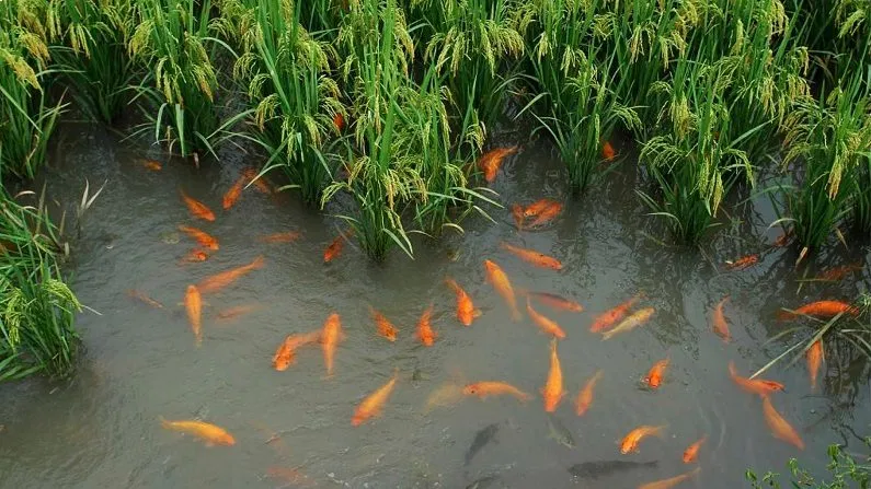 Rice farming and fish farming together double the profit
