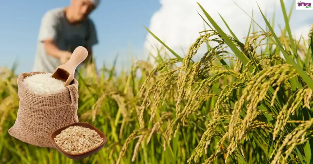 Rice that defeats malnutrition! Know those special varieties